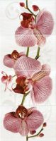 Fiori орхидея
