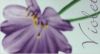 изображение Decoro Flora Violet