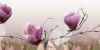 Увеличить изображение плитки Фрезия Магнолия 2 розовая