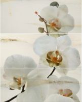 Onice Persa Orchideya