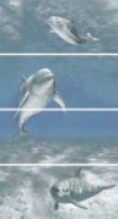 Goa Delfin-4