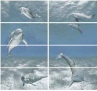 Goa Delfin-Piscis-8 -панно