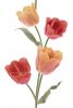 изображение Tulips Calidos