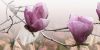 изображение Фрезия Магнолия 1 розовая