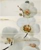 Увеличить изображение плитки Onice Persa Orchideya