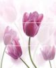 Увеличить изображение плитки Tulipany/Tulipa