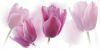 Увеличить изображение плитки Centro Tulipany/Tulipa