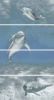 изображение Goa Delfin-4