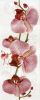 Увеличить изображение плитки Fiori орхидея